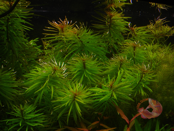 Cây Hoàng Thái Dương là dạng cây rất dễ trồng trong hồ cá thủy sinh. Nó phát triển tốt ở điều kiện ánh sáng cao và hồ dinh dưỡng nhiều. Nếu bổ sung thêm Co2 Cây Hoàng Thái Dương  sẽ cho ra lá đỏ xanh va vàng căn và bung xòe rất đẹp như một bông hoa cúc. Với sự tăng trưởng khá cao và sự hấp thụ dinh dưỡng tốt, Cây Hoàng Thái Dương  còn là ứng viên tuyệt vời cho các hồ thủy sinh bị dư dinh dưỡng.